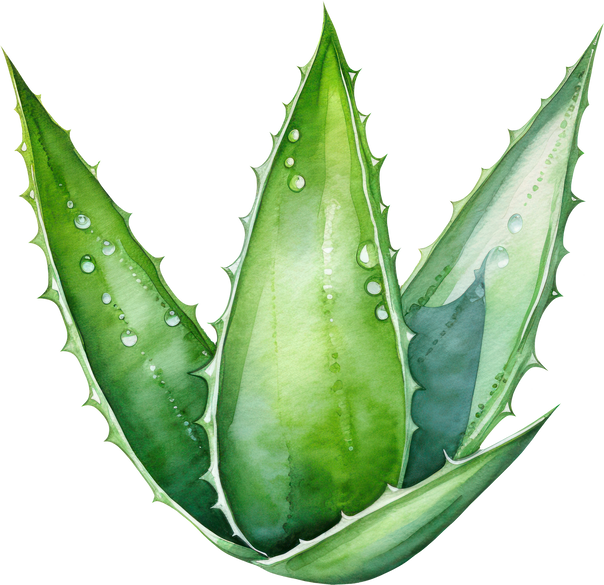 Aloe Vera Plant Watercolor Illustration