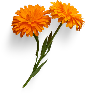 Orange Calendula flower